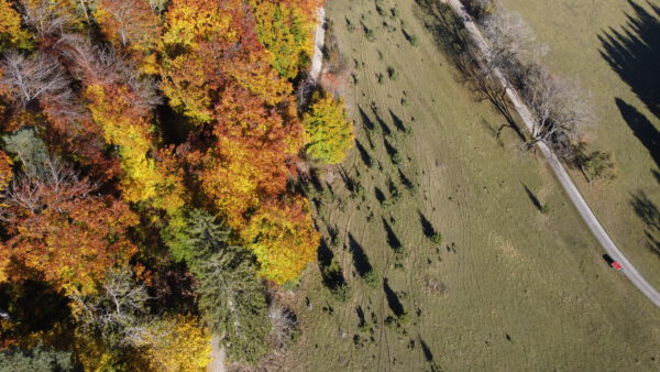 Wacholderheide